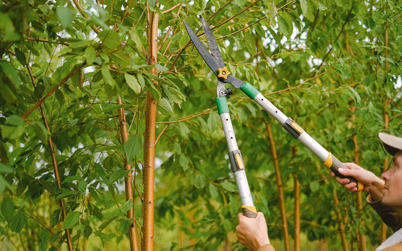 Tree trimming in Winthrop, IA