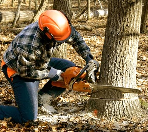 Tree Removal in Winthrop, IA